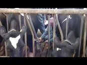Herd control illustration.